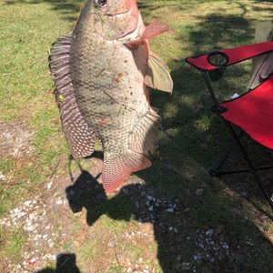 Meet your Posher, Bill